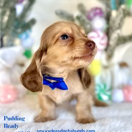 Pudding(2000) - Cream male Dachshund puppy in Augusta, Arkansas from Savvy-Dee's Dachshunds