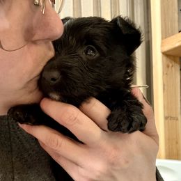 Pink - Black female Scottish Terrier puppy in Lubbock, Texas from RocketST