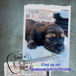 Girl, AKC, shaded red piebald - Red female Dachshund puppy in Carriere, Mississippi from Band Of Doxies