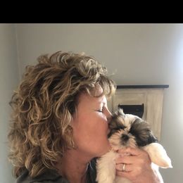 Shih Tzu Puppies from Willow Lane Shih Tzus