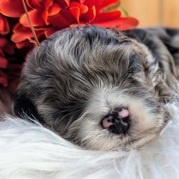 Cockapoo Puppies from Utah Cocker Spaniels