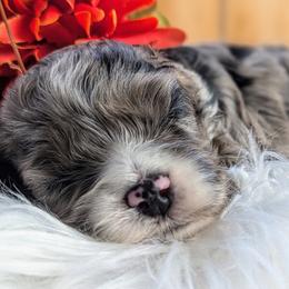 Cockapoo Puppies from Utah Cocker Spaniels