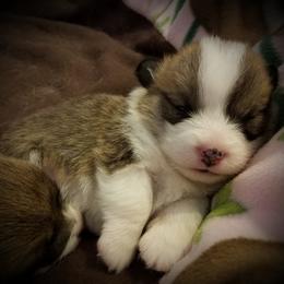 Pembroke Welsh Corgi Puppies from Ranch Hand Corgis