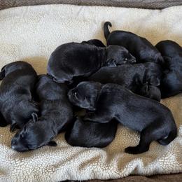 Female 2 - Black female Labrador Retriever puppy in Deltaville, Virginia from Holyoke Kennel