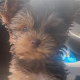 Yorkshire Terrier Puppies from Coffeycup Yorkies