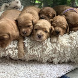 Bernedoodle, Goldendoodle, and Aussiedoodle Puppies from Lakeside Doodles