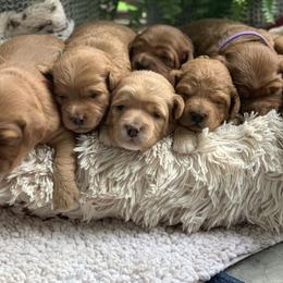 Bernedoodle, Goldendoodle, and Aussiedoodle Puppies from Lakeside Doodles