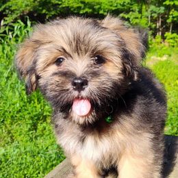 Gibbs - Brown male Lhasa Apso puppy in Jefferson, New York from Absolute Lhasa Love