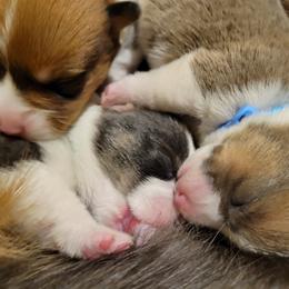 German Shepherd and Pembroke Welsh Corgi Puppies from J&R Shepherds & Corgis