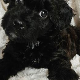 Girl 2 - Black female Whoodle puppy in O'neill, Nebraska from Willowdale Doodles