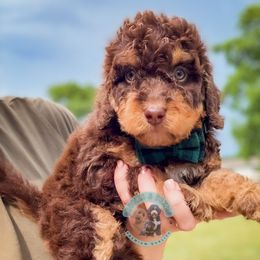 Buckeye - Phantom male Bernedoodle puppy in Marion, Ohio from Doodles & Doxies