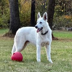 Berger Blanc Suisse All Grown Up from Hollybrook White Shepherds