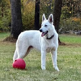 Berger Blanc Suisse All Grown Up from Hollybrook White Shepherds