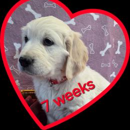Red girl - Light golden female Golden Retriever puppy in Albuquerque, New Mexico from Teeter's Desert  Goddess Goldens