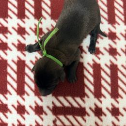 Green Collar - Fawn sable male Belgian Malinois puppy in Trenton, Georgia from Laeknir K9
