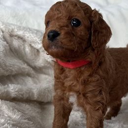 Cavapoos and Poodles from Cara Howell