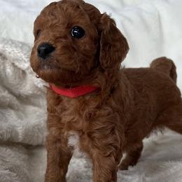 Cavapoos and Poodles from Cara Howell