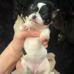 Akc girl 3 - Black and white female Chihuahua puppy in Anoka, Minnesota from Anoka County MN AKC Chihuahuas