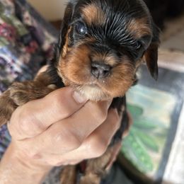 Pumpkin - Black and tan female Cavalier King Charles Spaniel puppy in Burke, New York from Patti’s Puppies