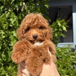 Teddy - Red  male Poodle puppy in Tucson, Arizona from Adored Poodle & Doodles