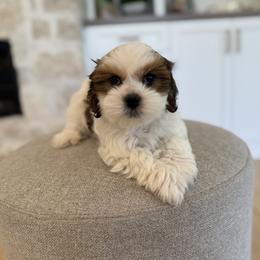 Bernedoodle, Cavapoo, Havanese, and Havapoo Puppies from Lady Paws Puppies - Cassie