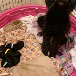 Goldendoodle Puppies from Zeusthemoosedoodles