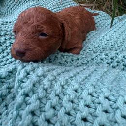 Cody - Red  male Poodle puppy in Utica, Ohio from Poodle Me Crazy
