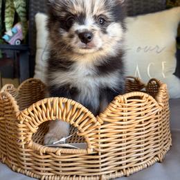 Caraxes - Tri-colored male Pomeranian puppy in Elk Grove, California from Pomni Poms