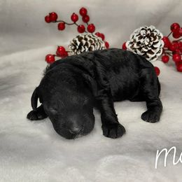 Max - Black male Goldendoodle puppy in Eau Claire, Wisconsin from Fisher River Doodle's