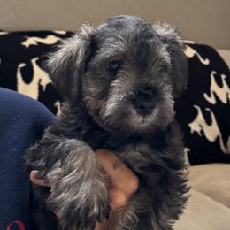 Woody - Black and silver male Miniature Schnauzer puppy in Akeley, Minnesota from Great Northern Schnauzers