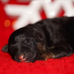 Orange Ribbon - Black and red female German Shepherd puppy in Howard City, Michigan from Sherman's Shepherds