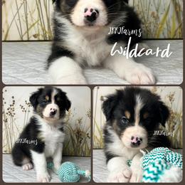 2 Wildcard, BTM - Black tri-color male Australian Shepherd puppy in Huntington, Texas from JKKJ Farms, LLC
