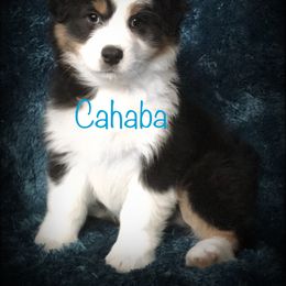 Australian Shepherd Puppies from Cahaba Australian Shepherds