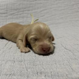 Dachshund Puppies from Oscar Meyer’s Weenies