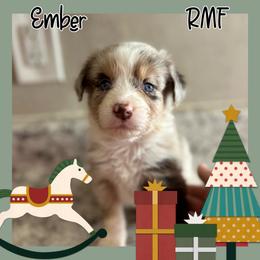 Ember - Red merle Australian Shepherd puppy in Hillsboro, Missouri from Consider the Lilies Homestead