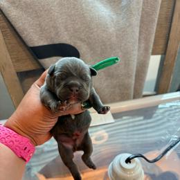 Green collar - Blue male French Bulldog puppy in Humble, Texas from Mary_Lands_dog_kennels