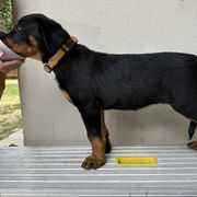 Yellow Girl-Show Prospect - Black and rust Beauceron puppy in Whittier, California from Trésor de Beauté Beaucerons