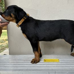 Yellow Girl-Show Prospect - Black and rust Beauceron puppy in Whittier, California from Trésor de Beauté Beaucerons