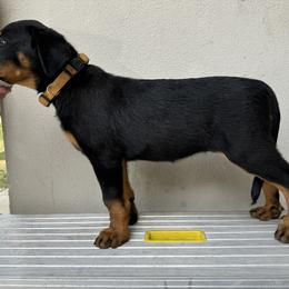 Yellow Girl-Show Prospect - Black and rust Beauceron puppy in Whittier, California from Trésor de Beauté Beaucerons