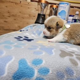 Green boy - White and red male Pembroke Welsh Corgi puppy in Orange, Virginia from CL&L Corgi's