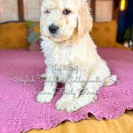 Jay Boy English Teddybear - Cream male Goldendoodle puppy in Grove, Oklahoma from Guinn Family Farms