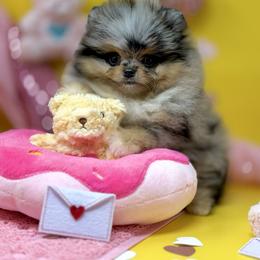 Pusha - Black female Pomeranian puppy in Stockton, California from Pommiepalace