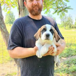 Angel - Rust and white female Saint Bernard puppy in Kinsman, Ohio from Coleman Saint Bernards of Ohio