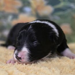 Miranda - Black and white female Border Collie puppy in Avilla, Indiana from Borderline Kennels