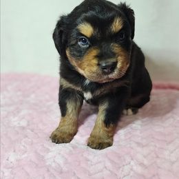 Eve - Black tri-color female Australian Shepherd puppy in Owensboro, Kentucky from JnT's Bluegrass Mini Aussies