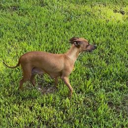 Daisy - Italian Greyhound