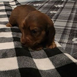 Amber - Cream female Dachshund puppy in Port Charlotte, Florida from Belinda's little darlings dachshunds