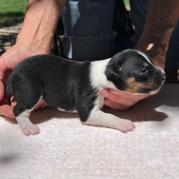 Mia - Black white and tan female Rat Terrier puppy in Gonzales, Texas from Sunshine Deckers