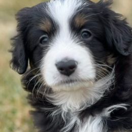 BALOO - Black tri Miniature Australian Shepherd puppy in Elgin, Illinois from Beaman Aussie Pride