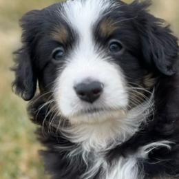 BALOO - Black tri Miniature Australian Shepherd puppy in Elgin, Illinois from Beaman Aussie Pride